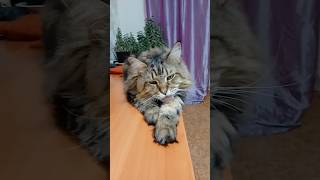 необидчивая Барси #барси #приколы #кошка #барсик #видео #шортс