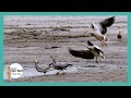 বাংলাদেশের পরিযায়ী পাখি (পর্ব-১)  || Migratory birds of Bangladesh