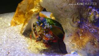 beautiful mantis shrimp 美しく過ぎる シャコ  甲殻類最強   蝦蛄  青龍蝦 Oratosquilla モンハナシャコ