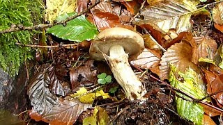 Grauer Lärchen-Röhrling (Suillus viscidus) • Anfang Oktober 2017