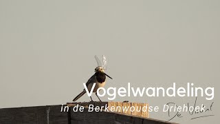 Vogelwandeling in de Berkenwoudse Driehoek #886