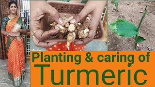 మా పెరట్లో పసుపు మొక్కలు /Turmeric plants in my garden