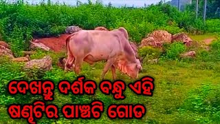 ଦର୍ଶକ ବନ୍ଧୁ ଆପଣଙ୍କୁ ଅନୁରୋଧ କରୁଛି ଏହି ଭିଡିଓ କୁ ନିଚୟ ଦେଖନ୍ତୁ