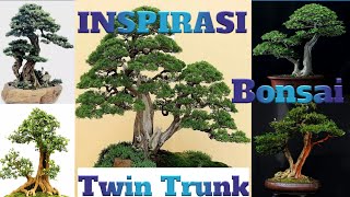 INSPIRASI Bonsai twin trunk (Sokan)