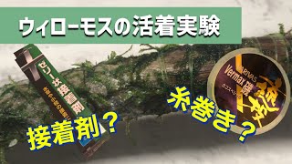 【水草飼育】ウィローモスの活着実験！ベストな方法は接着剤か、糸巻きか？