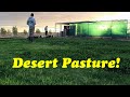 Desert Pasture at 6 Weeks | Chickens on Pasture