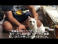 【白猫】ご飯の催促が賢すぎる猫がこちらです。お眠さまのご飯催促講座。全国の家猫さん向け。 10