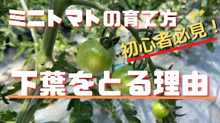 【ミニトマトの育て方】下葉をとる理由・とり方「初心者必見」