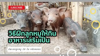 วิธีการฝึกลูกหมูให้กินอาหารเสริมเป็น‼️#Nut cha Channel