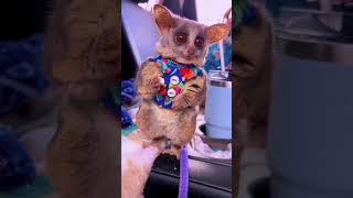 Tiny Galago Feasts on a Colorful Meal: The Cutest Dinner Date You'll Ever See!