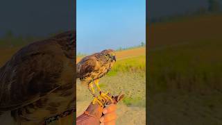 Happy falconry day #sparrowhawk #falcons #shortvideos #eaglehunting #shortvideo #viral #trending