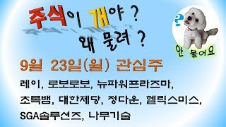 [웃지] 9월23일 관심주 - 레이, 로보로보, 뉴파워프라즈마, 초록뱀, 대한제당, 정다운, 헬릭스미스, SGA솔루션즈, 나무기술