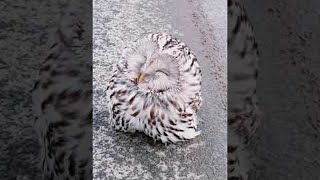 Frozen Owl Rescued from Roadway || ViralHog