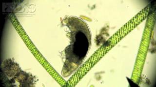 水熊蟲 Water Bear (Phylum Tardigrada)