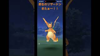 【ポケモンGO】まさかの野生でリザードンが！！【野生/リザードン/ポケモンGO】