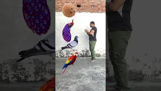 Rounding coconut to Duck, Peacock, Pigeon\u0026 Parrot - Birds names magic video