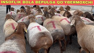 BEPULGA QO‘Y BERAMIZ