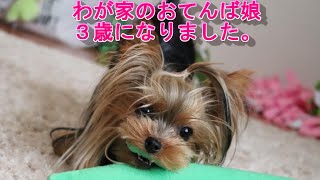 【ヨークシャテリア】凛3歳になりました。