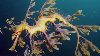 Top 10 Rarest Sea Creatures