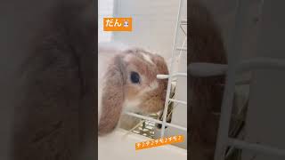 【ホーランドロップのだん】チモシーもぐもぐ🐰#short #うさぎ