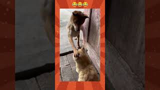 Dogs and cat hilarious moments 2 | #funny #dogs #cats #dogsandcats #compilation #momentswithpet