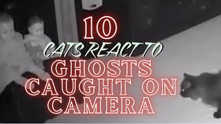 10 CATS REACT TO GHOSTS CAUGHT ON CAMERA