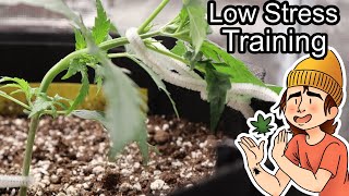 Growing Autoflowers | Ep. 8 (Starting LST)