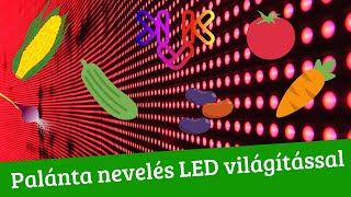 LED-es palántanevelés | A legújabb kertészeti eljárás