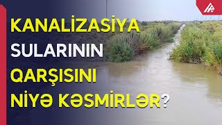 Şirvanda ekoloji fəlakət: “İçdiyimiz suya çirkab suları qarışır” - APA TV