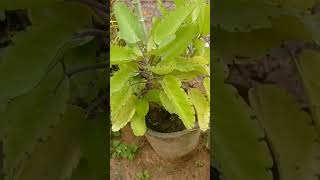 ranapala plant #herbalplants #aurvedicmedicine #gardening