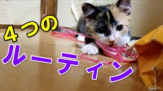 猫の４つのルーティンをご覧くださいCheck out the four cat routines