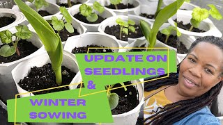 🇨🇦Update on Seedlings| Winter Sowing| Nino and Lo🧑🏾‍🍳👩🏽‍🌾