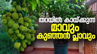 തറയില്‍ കായ്ക്കുന്ന മാവ് പ്ലാവ് തൈകള്‍ വില്‍പ്പനയ്ക്ക് | കുള്ളന്‍ മാവ് | കുള്ളന്‍ പ്ലാവ്#VIETNAMJACK