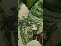 หูช้างด่างขาว alocasia gageana albo