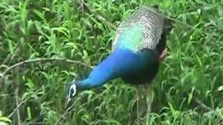 Peacock മയിൽ @ #Vengarakannur#sunithavengara#