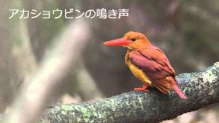 アカショウビンの鳴き声02