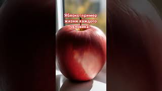 Яблоко-мотивация к большему #мотивация #жизнь #яблочки #phonk #хэштег #живи_осознанно