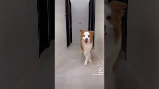 Cute dog making selfie video #funny