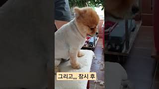 그리고 잠시 후 #포메라니안 #포메원두 #하트꼬리 #pomeranian_wondoo