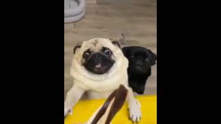 Very cute and beautiful pugs fight for their food