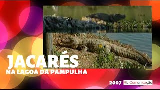 Jacarés na Lagoa da Pampulha - BH / Brazilian Alligators at Pampulha Lagoon