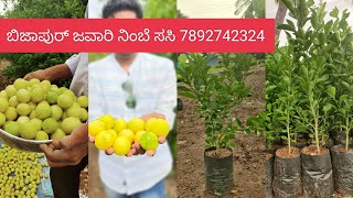 7892742324--ಬಿಜಾಪುರ್ ಜವಾರಿ ನಿಂಬೆ ಸಸಿ 7892742324