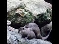 otters mating up close