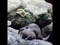 otters mating up close