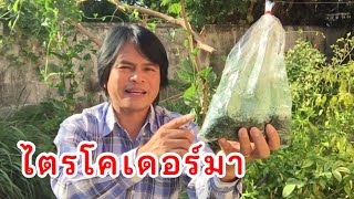 ระวังโรคพืช ถ้าไม่รู้จัก เชื้อไตรโคเดอร์มา | เกษตรกรชาวบ้าน