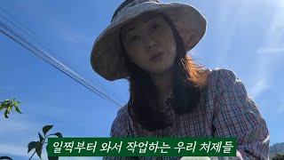 산골마을 딸들의 비밀스럽지 않은 하루 숯불에 삼겹살 굽고 열무김치 담고 알밤줍기까지