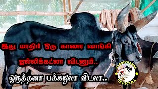 வடநாட்டு மாடா இருந்தாலும் நம்ம ஊரு ஜல்லிக்கட்டுலயும் கொஞ்சம் Heavy ah performance கொடுக்குது...