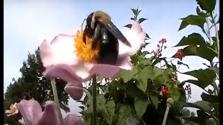 Ветреница японская и пчела-плотник. Japanese Anemone and Carpenter Bee.