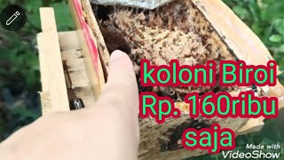 unboxing koloni biroi 160rban