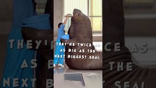 Neil the Seal is Going to be BIG #shorts